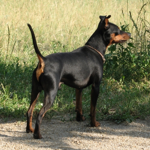 Hund der kigger